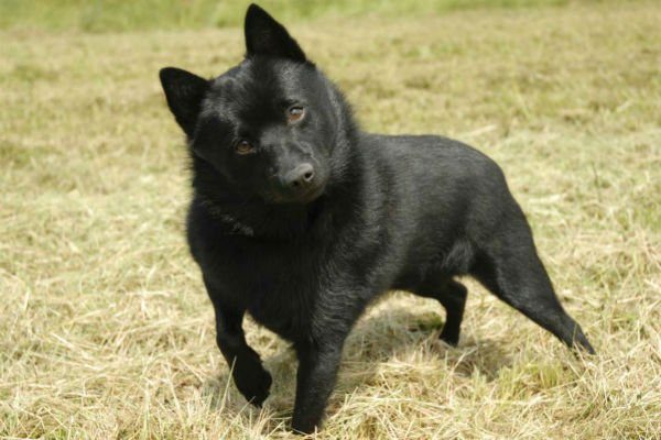 schipperke 