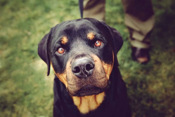 foto de cachorro rottweiler