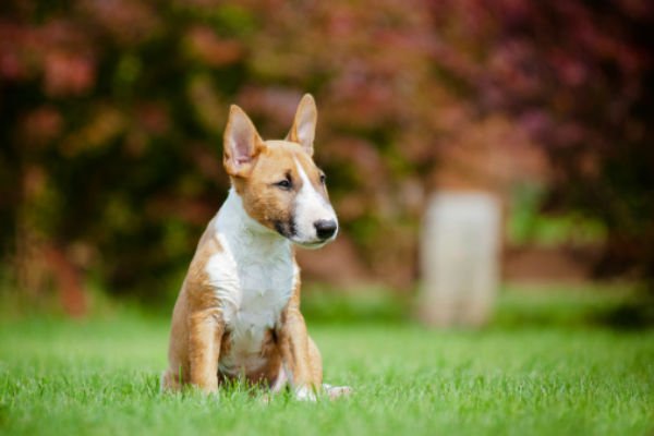 cachorro bull terrier