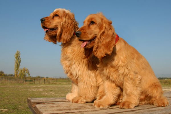 cocker spaniel