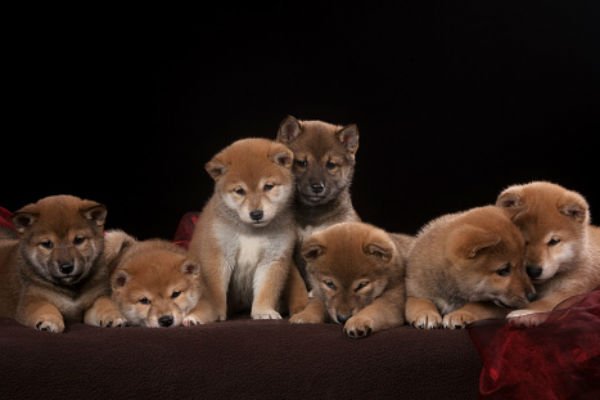 filhotes de shiba inu