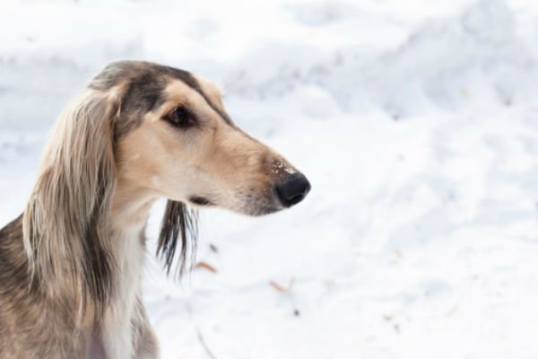 saluki 