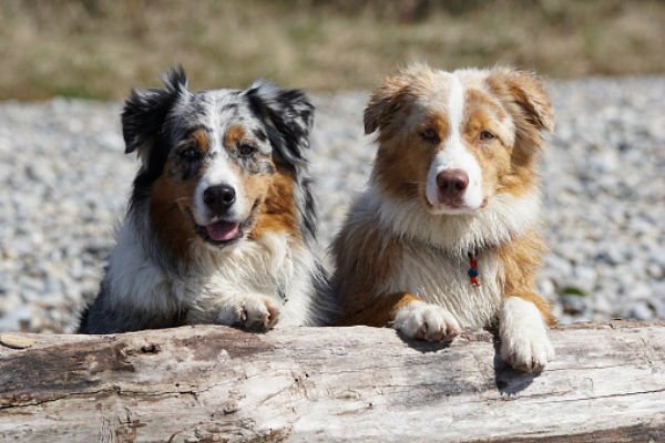 cachorro australiano