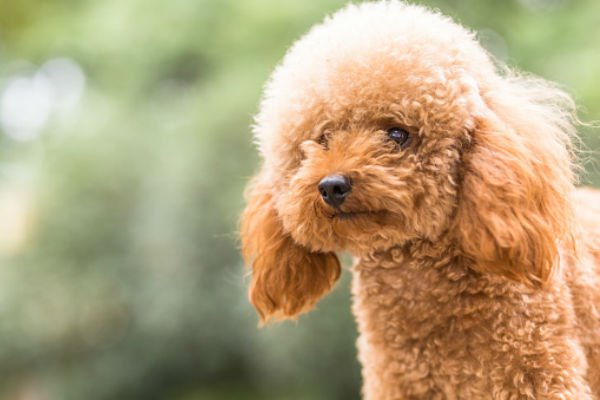 cachorro poodle toy