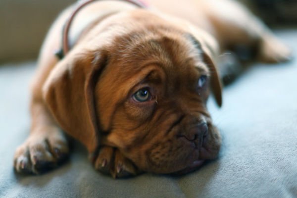 dogue de bordeaux