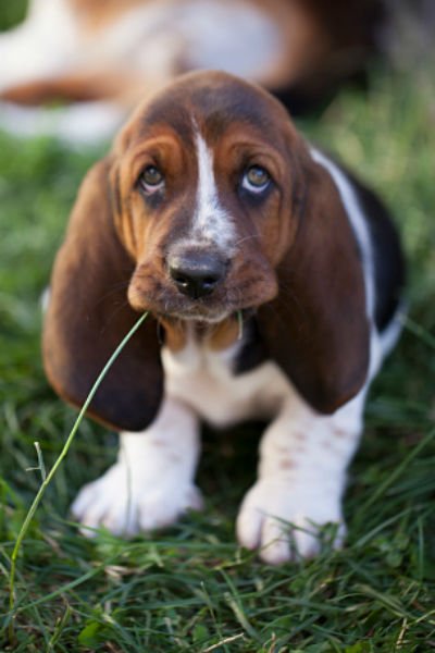 basset hound