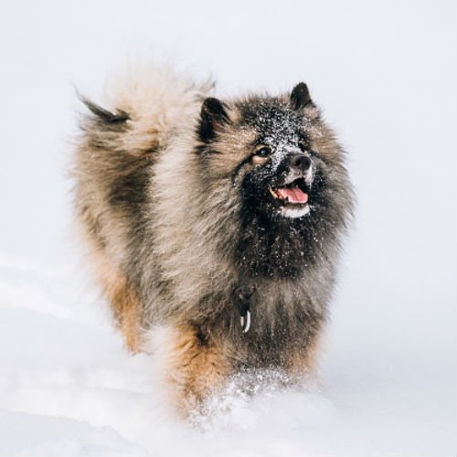 keeshond_2