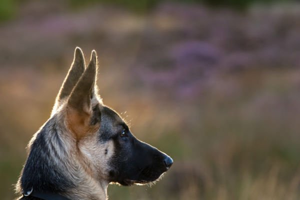 cão gsd 