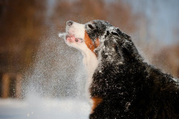 cão de montanha bernês