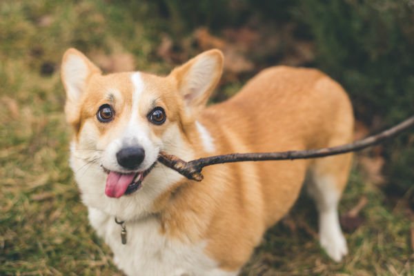 corgi