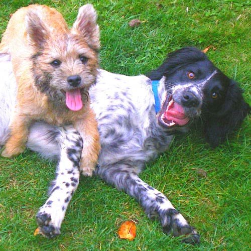 Cairn e Springer