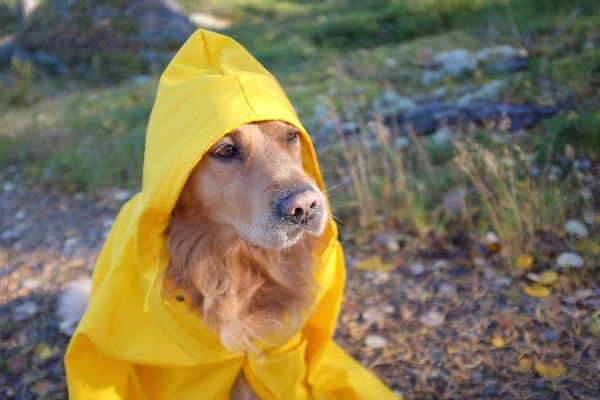 capa de chuva dourada