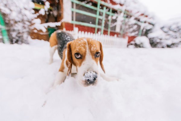 neve de beagle