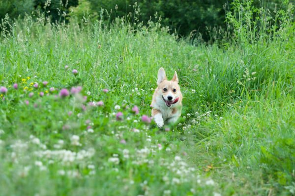 corgi correndo