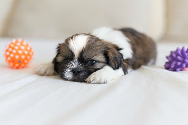 [shih tzu cute puppies]