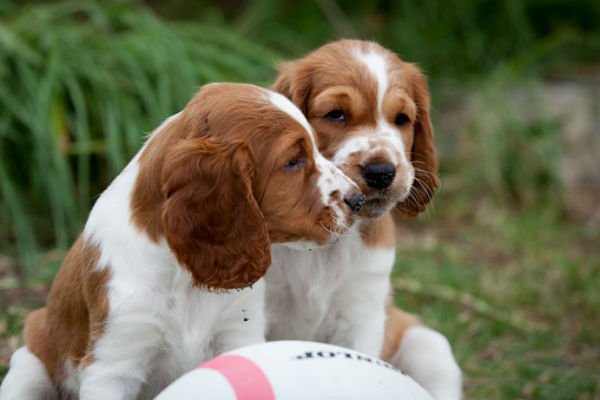 [welsh springer cute puppies]