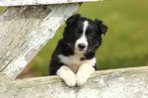 [border collie cute puppies]