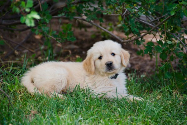 filhotes de golden retriever fofos