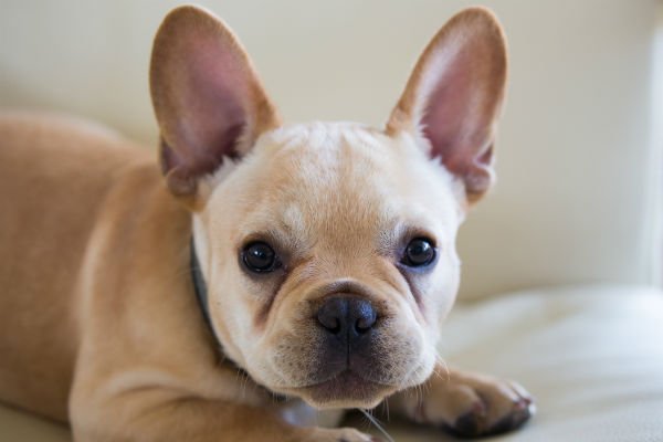 [french bulldog cute puppies]