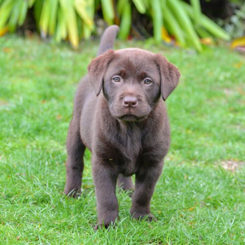 cachorrinhos fofos de laboratório de chocolate