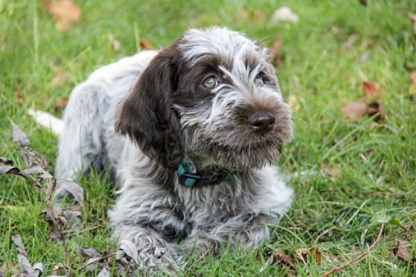 cachorrinhos fofos de grifo apontador de pêlo duro