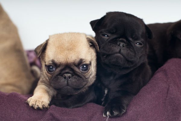 cachorrinhos fofos de pug