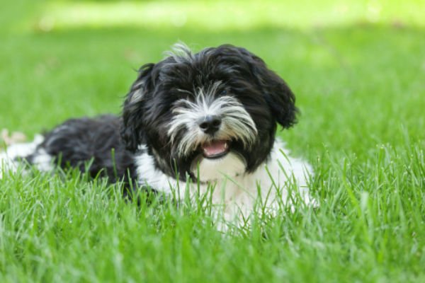 [havanese cute puppies]