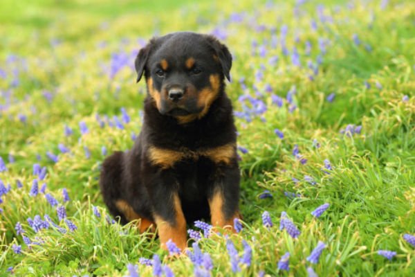 cachorrinhos fofos rottie