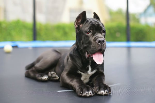 [cane corso cute puppies]