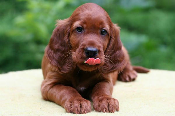 [Irish setter cute puppies]