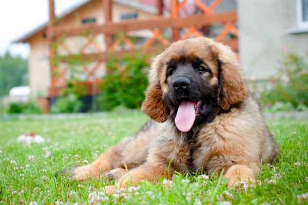 [leonberger cute puppies]