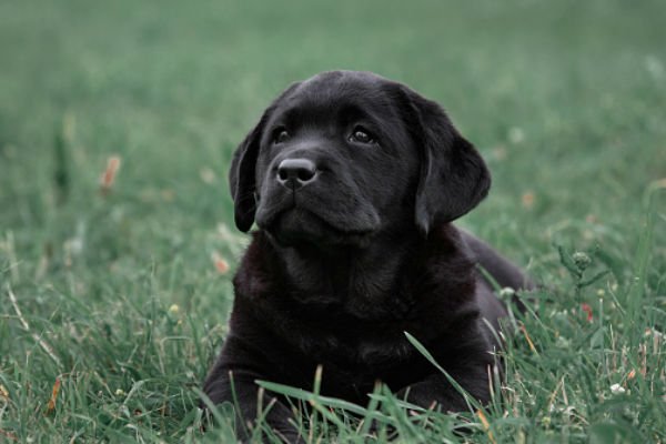 [black lab cute puppies]