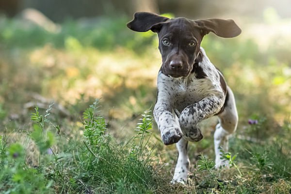 [gsp cute puppies]