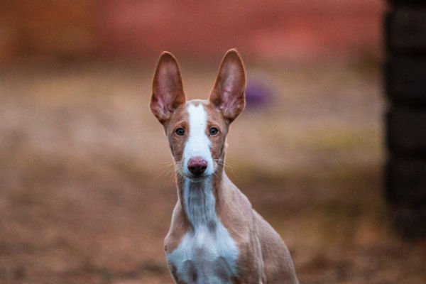 [ibizan hound cute puppies]