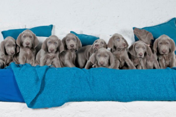 weimaraner 