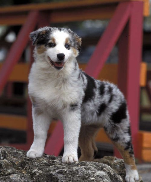 [aussie cute puppies]