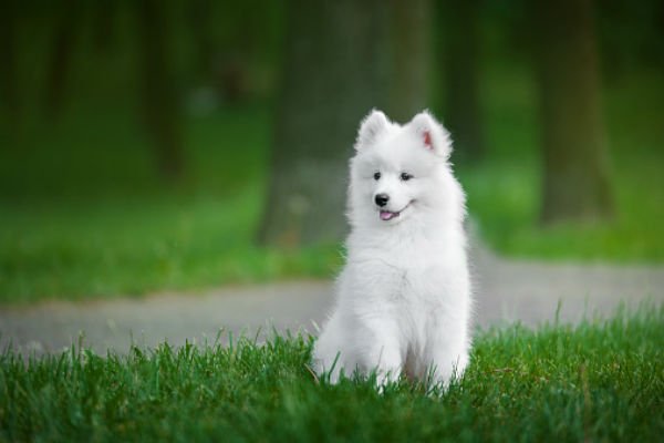 [samoyed cute puppies]