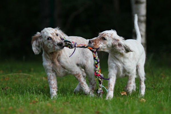 [english setter cute puppies]