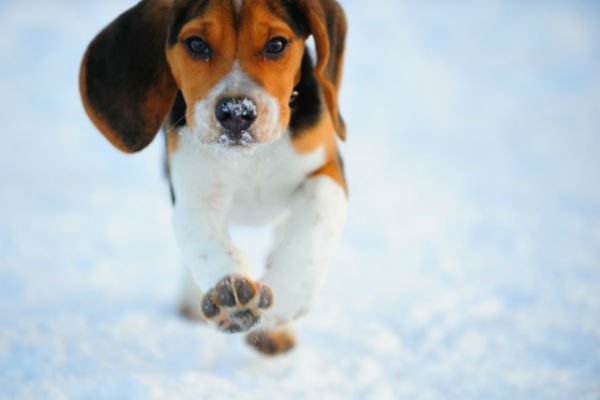 beagle