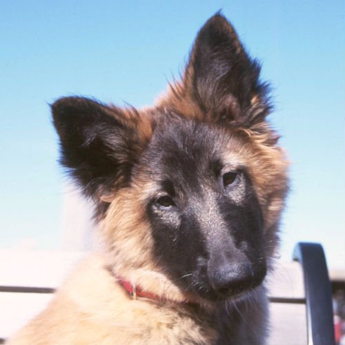 [belgian tervuren cute puppies]