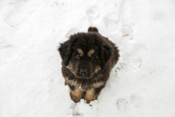 mastins tibetanos cachorrinhos fofos