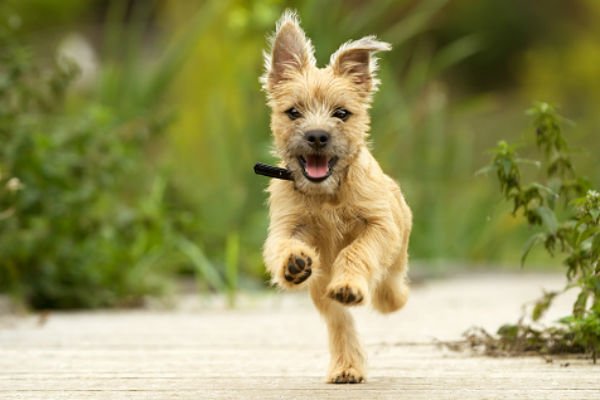 terrier de cairn