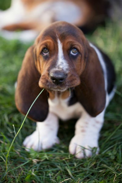 basset hound