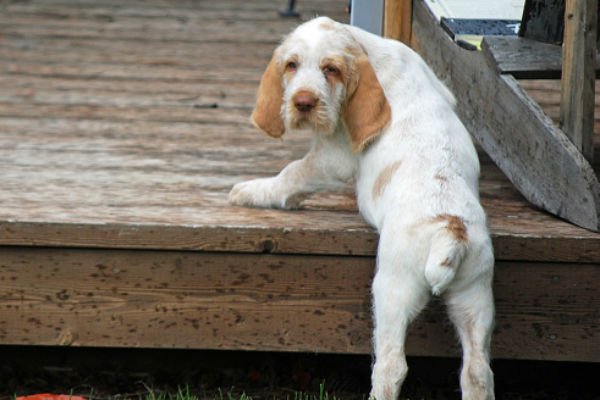 spinone italiano