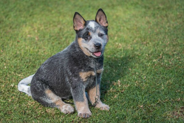 Cão de gado australiano 