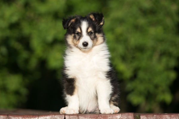 cão pastor de shetland