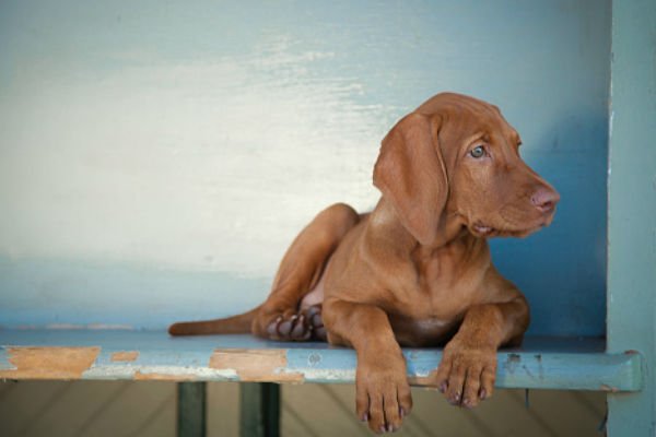 vizsla 