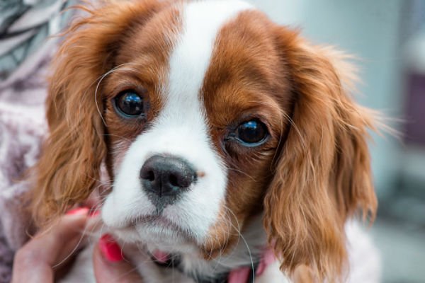 Cavalier King Charles Spaniel