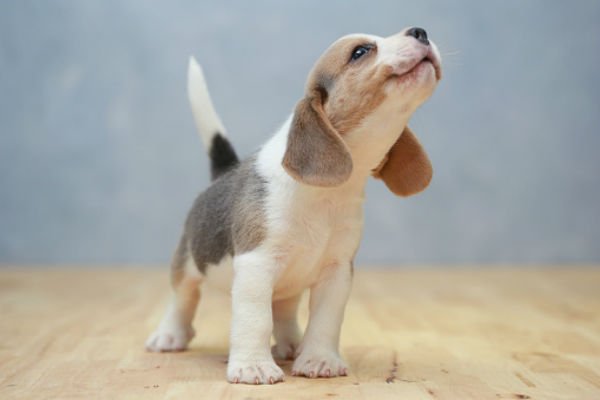 beagle