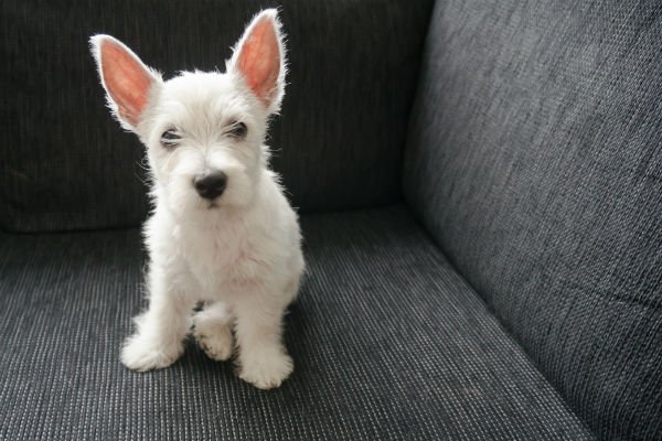 cachorro westie